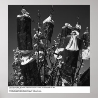 Poster Pollinisation contrôlée, Pear Orchard, UCD, 1966