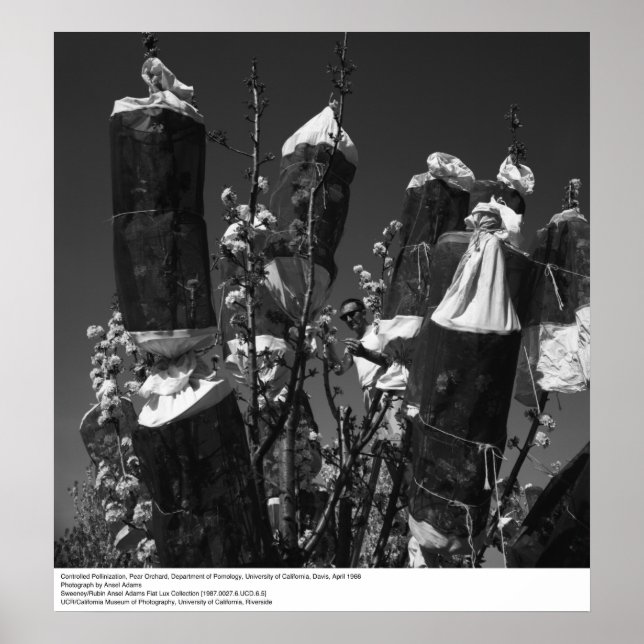 Poster Pollinisation contrôlée, Pear Orchard, UCD, 1966 (Devant)