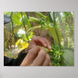 Poster Pollinisation des fleurs de vanille