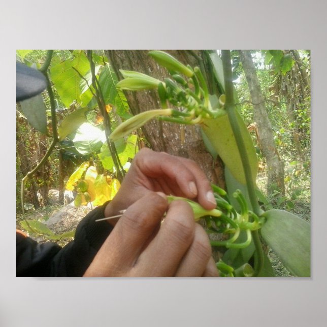 Poster Pollinisation des fleurs de vanille (Devant)