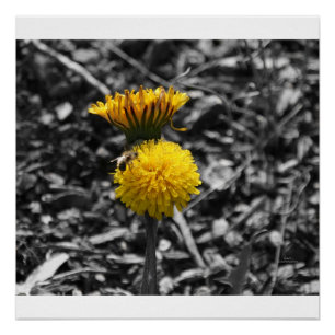 Poster Pollinisation tôt de ressort