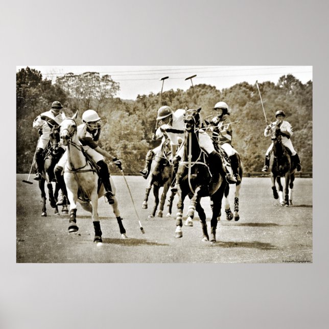 Poster Polo Horses Galloping (Devant)
