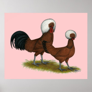 Poster Polonais : Rouge à crête blanche