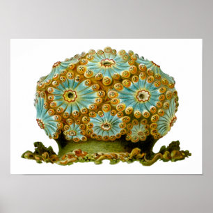 Poster Polycyclus cyaneus Ernst Haeckel Fine Art