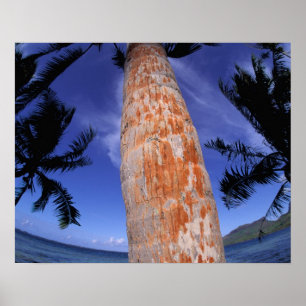 Poster Polynésie française, Bora Bora, Palmiers