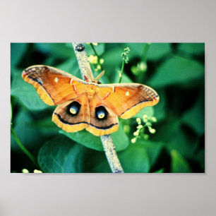 Poster Polyphemus Moth