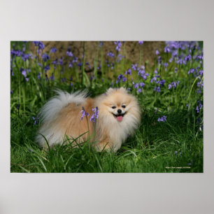 Poster Pomeranian debout regardant l'appareil photo