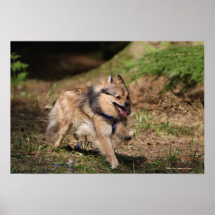Poster Pomeranian fonctionnant avec le harnais dessus