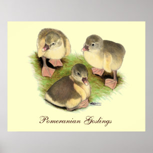 Poster Pomeranian jaunets buff