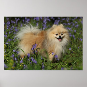Poster Poméranie regarder la caméra dans les Bluebells