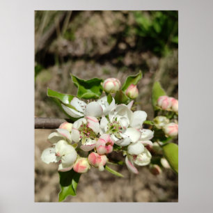 Poster Pomme bourre fleur