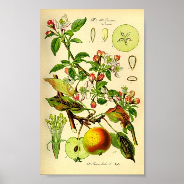 Poster Pomme (Pyrus malus) (Devant)