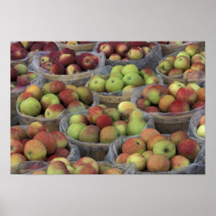 Poster Pommes Macintosh d'État de New York dans des pani