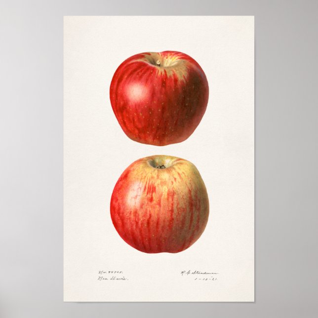 Poster Pommes (Malus Domestica) Peinture à l'aquarelle au (Devant)