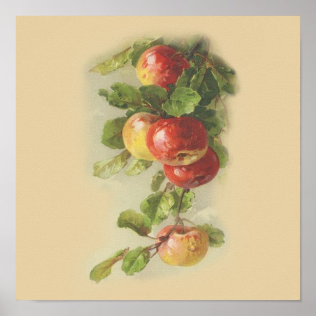 Poster Pommes vintages (Devant)