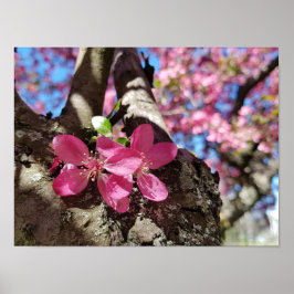Poster Pommier à fleurs printanières. Fleurs roses