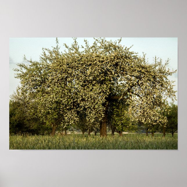 Poster Pommier en fleurs (Devant)