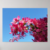 Pommier en fleurs. Fleurs roses.