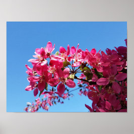 Poster Pommier en fleurs. Fleurs roses.