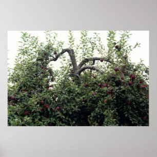 Poster Pommiers naturels Pommiers Pommes Pommes