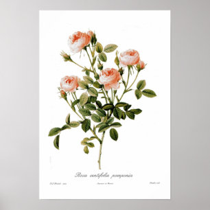 Poster Pomponia de centifolia de Rosa