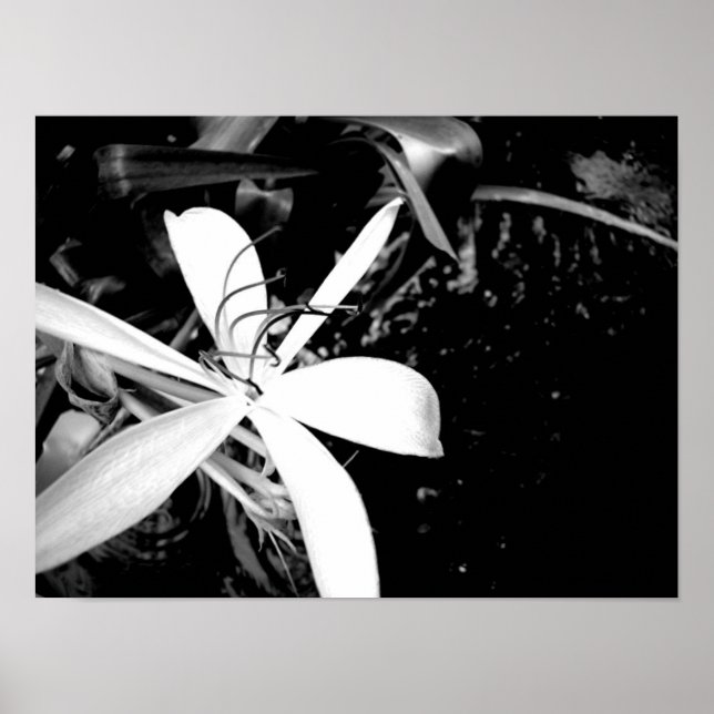 Poster Pond Lily (Devant)