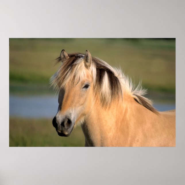 Poster Poney norvégien, cheval de fée norvégien (Devant)