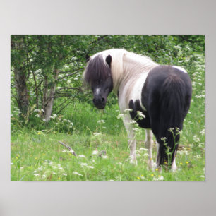 Poster Poney painturé noir et blanc dans l'herbe et les f