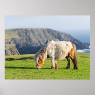 Poster Poney Shetland dans un pâturage près de hautes fal