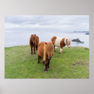 Poster Poney Shetland dans un pâturage près de hautes fal