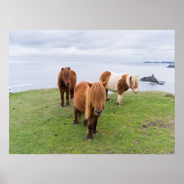 Poster Poney Shetland dans un pâturage près de hautes fal (Devant)