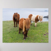 Poney Shetland sur le pâturage près de hautes fala