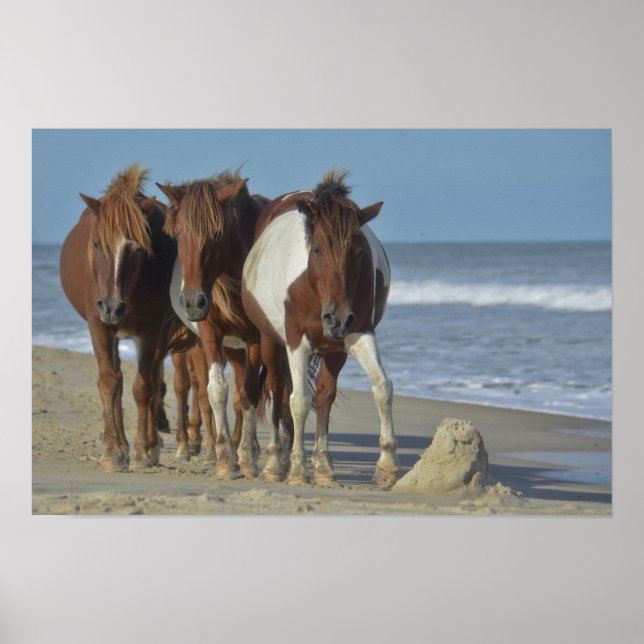 Poster Ponies sauvages de Chincoteague, plage d'Assateagu (Devant)