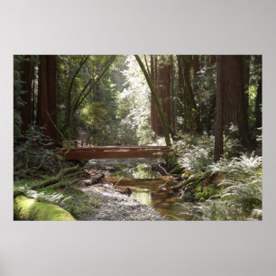 Poster Pont Muir Woods II