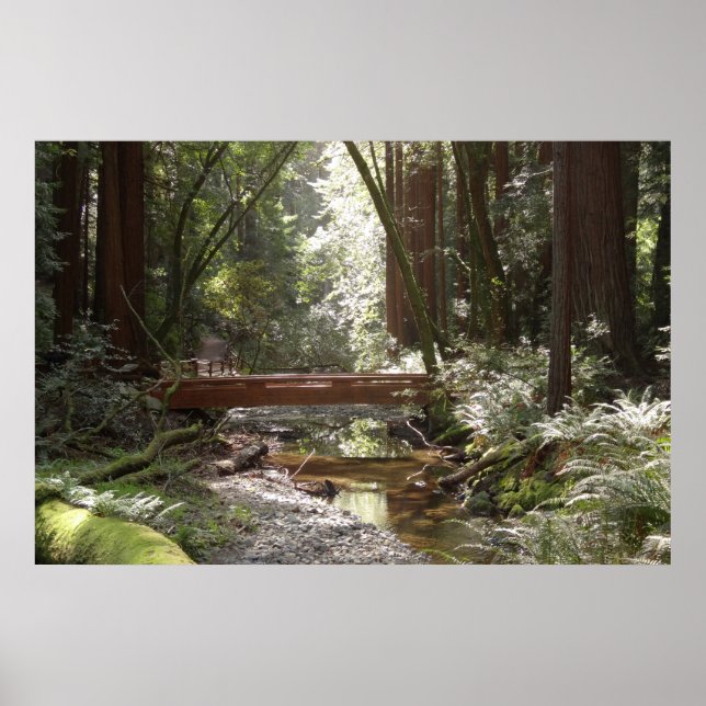 Poster Pont Muir Woods II (Devant)