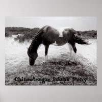 Pony de Chincoteague