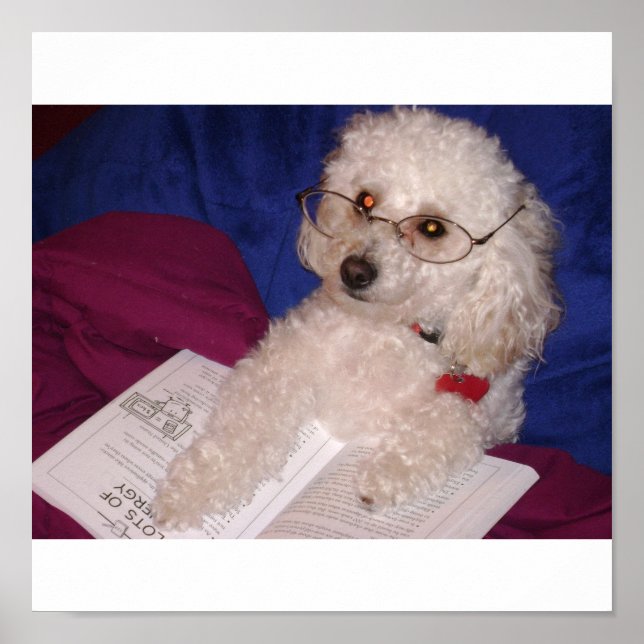 Poster Poodle (Devant)
