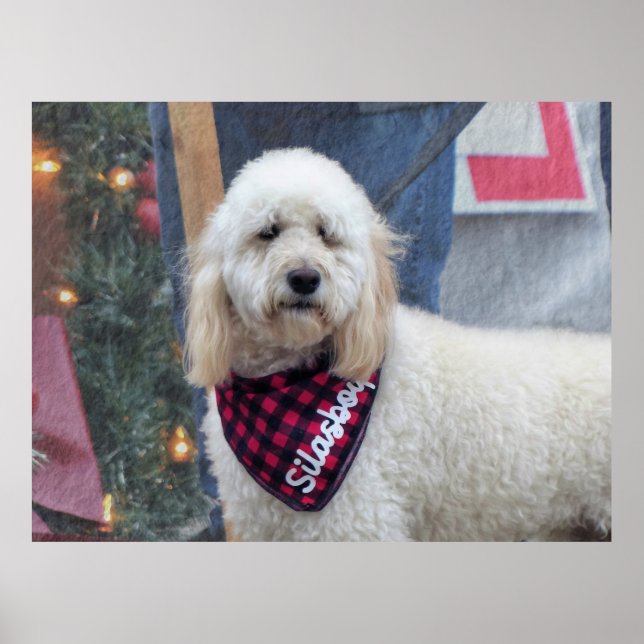 Poster Poodle (Devant)