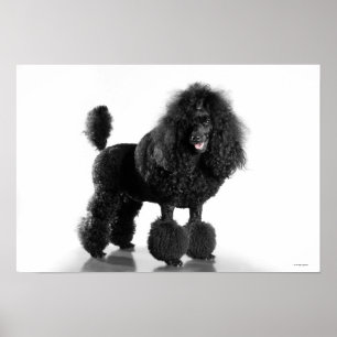 Poster Poodle noir découpé