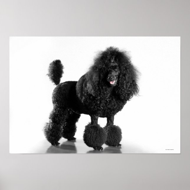 Poster Poodle noir découpé (Devant)