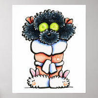 Poodle noir spa