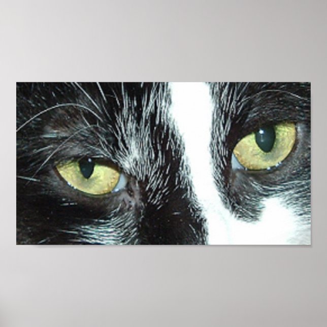 Poster Pop Art Cat (Devant)