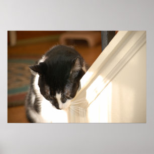 Poster Pop Art Cat