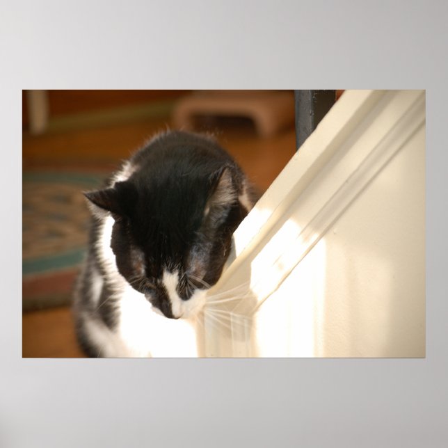 Poster Pop Art Cat (Devant)