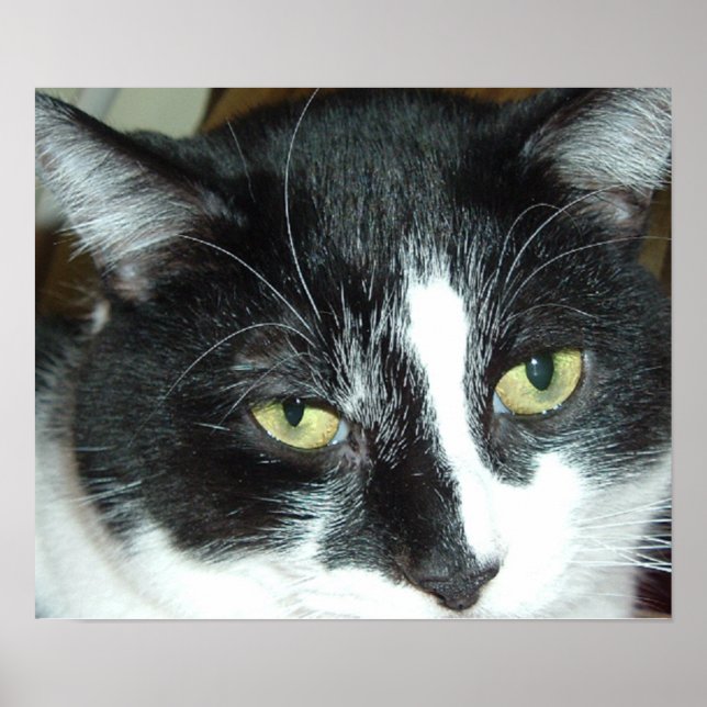 Poster Pop Art Cat (Devant)