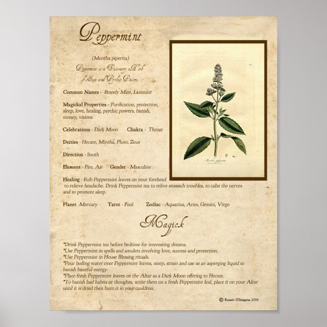 POSTER POPPERMINT MAGICK HERB (Devant)