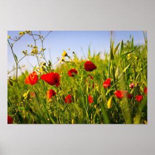 Poster Poppies