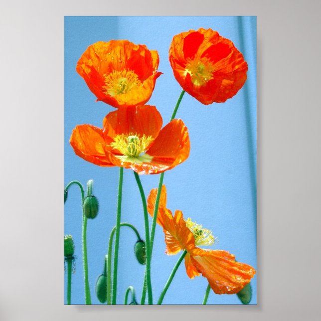 Poster Poppies (Devant)