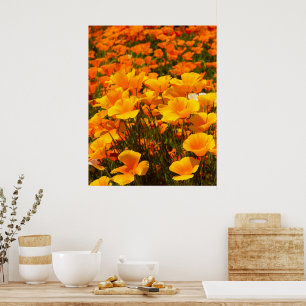 Poster Poppies de Californie Beauté du printemps