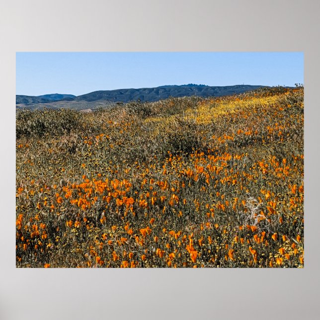 Poster Poppies de Californie - Paysage 2 (Devant)